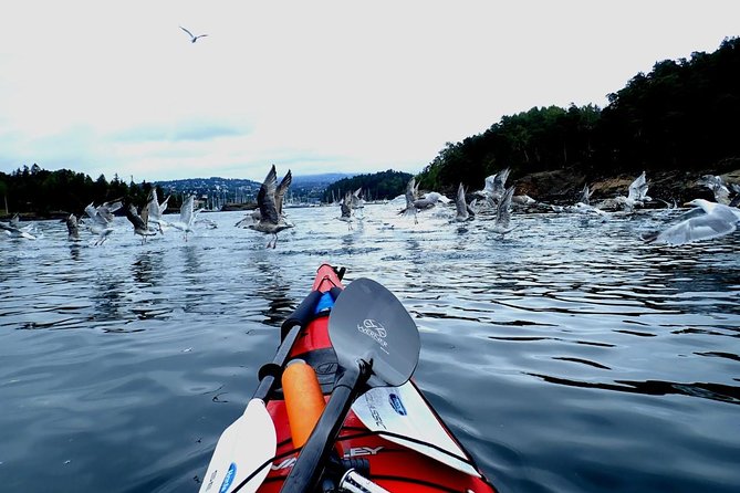 2- hour kayak trip on the Oslo Fjord - Timing, weather, and how to plan your afternoon