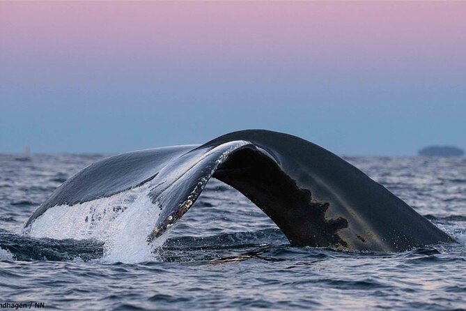 24hr Northern Lights & Whale Watching Cruise - Your Second Lecture in the Panorama Lounge Helps You Spot Better