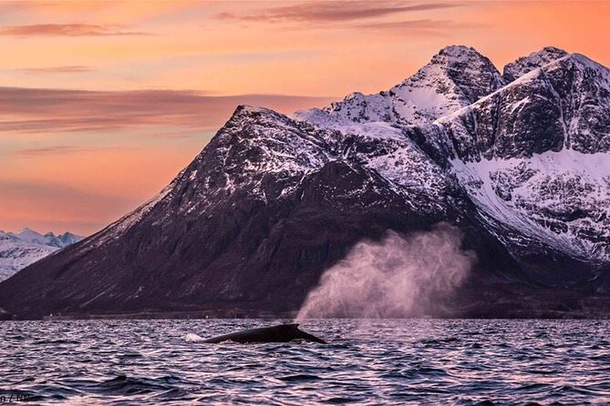 24hr Northern Lights & Whale Watching Cruise - Northern Lights Reality Check: Expect Weather, Plan for Alternatives