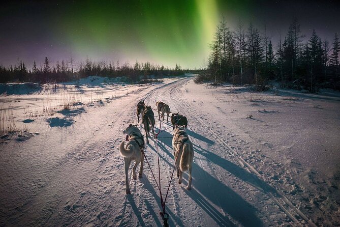 4hr Dog Sledding Tour under the Northern Lights - Key points to know before you go