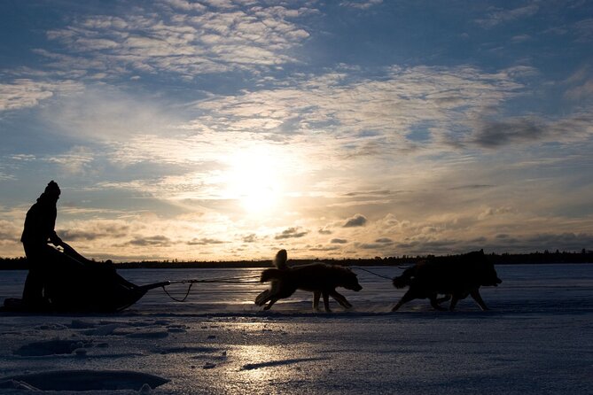 4hr Dog Sledding Tour under the Northern Lights - The Aurora Borealis moments are planned, not accidental
