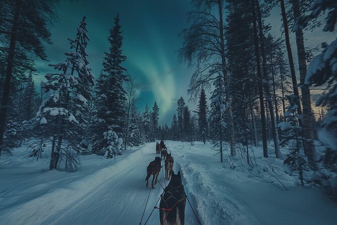 4hr Dog Sledding Tour under the Northern Lights - Warm clothing and safety training that actually prepares you
