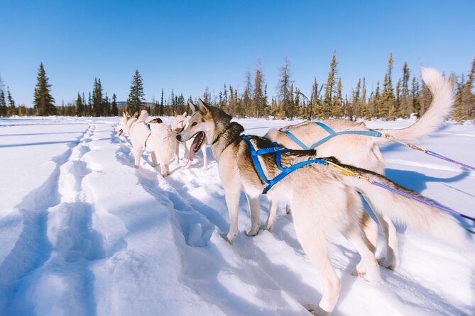 4hr Dog Sledding Trip in Gargia Valley - Key points before you go