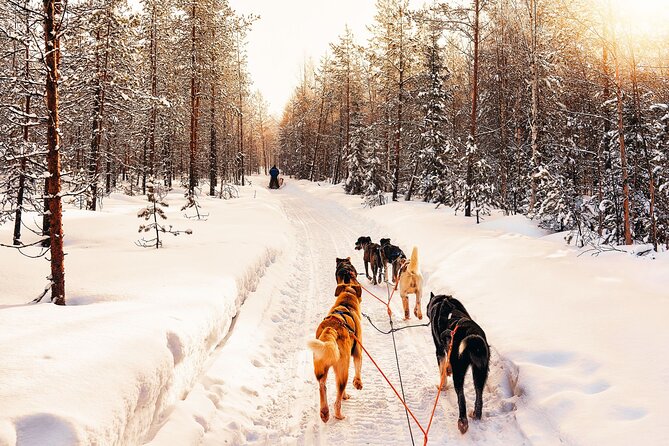 4hr Dog Sledding Trip in Gargia Valley - Dog Sled Power in Gargia Valley, what you’re really paying for