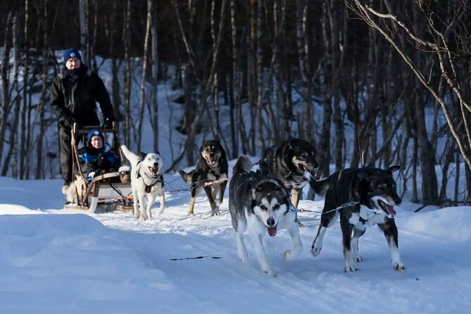 4hr Dog Sledding Trip in Gargia Valley - Warm winter gear and the first big confidence boost