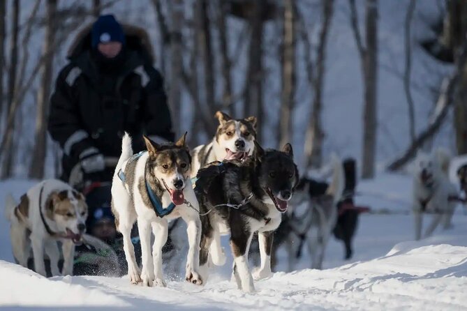 4hr Dog Sledding Trip in Gargia Valley - Training with huskies, what you learn before you move