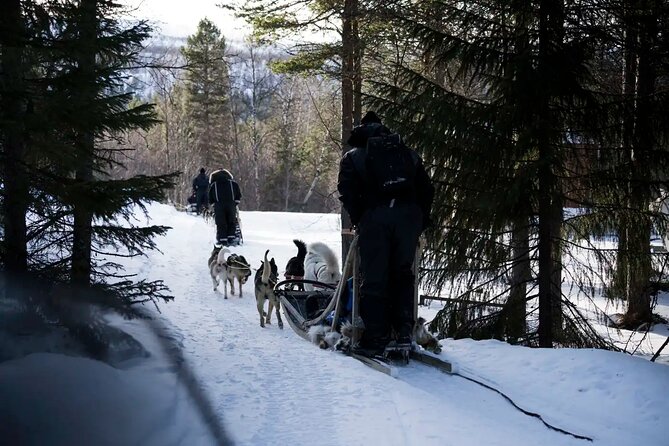4hr Dog Sledding Trip in Gargia Valley - On the sled in the Gargia Valley area, your ride and drive time