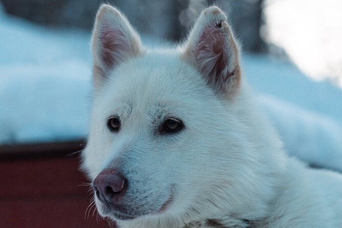 4hr Dog Sledding Trip in Gargia Valley - Halfway driver swaps, and how to make the most of your turn