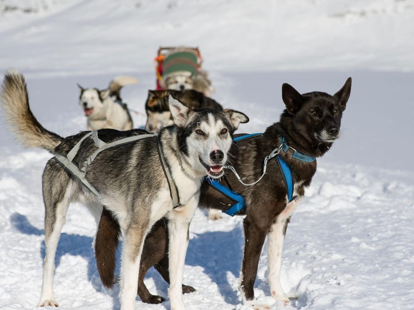 4hr Dog Sledding Trip on Finnmarksvidda - Practical Tips That Help You Enjoy the Ride