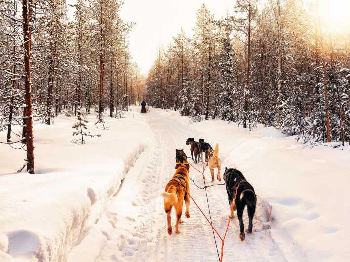 4hr Dog Sledding Trip on Finnmarksvidda - Alta Pickup to Gargia Lodge: How the 4 Hours Actually Flow