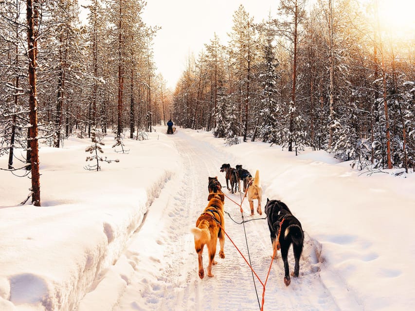 4hr Dog Sledding Trip on Finnmarksvidda - Driving Your Huskies: Pine Forest to Finnmarksvidda