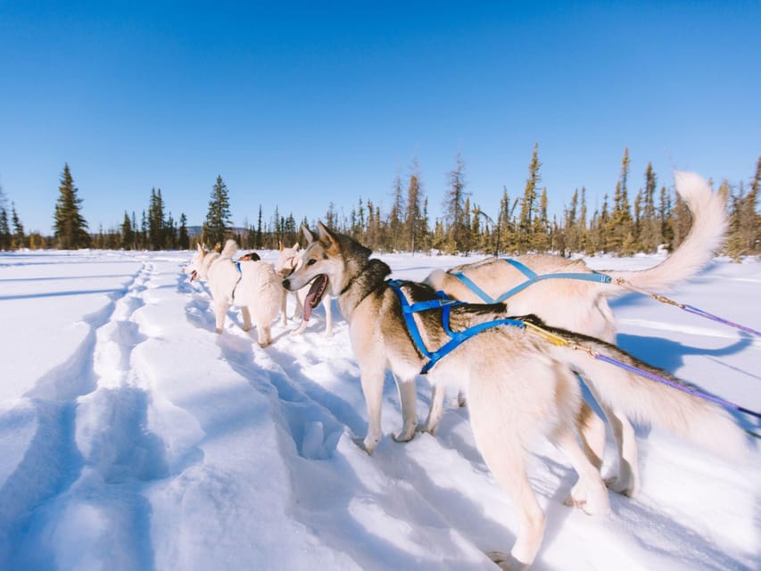 4hr Dog Sledding Trip on Finnmarksvidda - The Gargia Mountain Lodge Stop: Coffee, Stories, and a Warm Reset