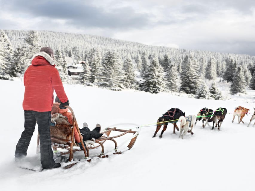 4hr Dog Sledding Trip on Finnmarksvidda - Views, Weather, and the Real Feeling of Arctic Winter