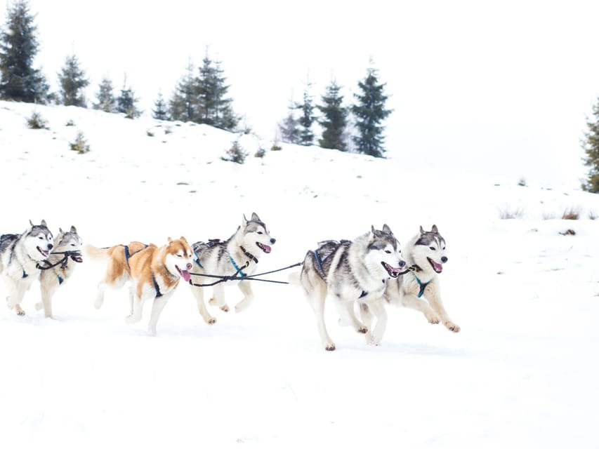 4hr Dog Sledding Trip on Finnmarksvidda - Who This Tour Fits Best, and Who Should Skip It