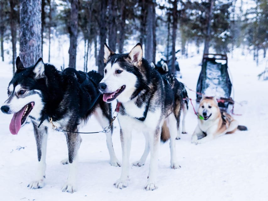4hr Dog Sledding Trip on Finnmarksvidda - Suiting Up and Training: What You Do Before the Sled Moves