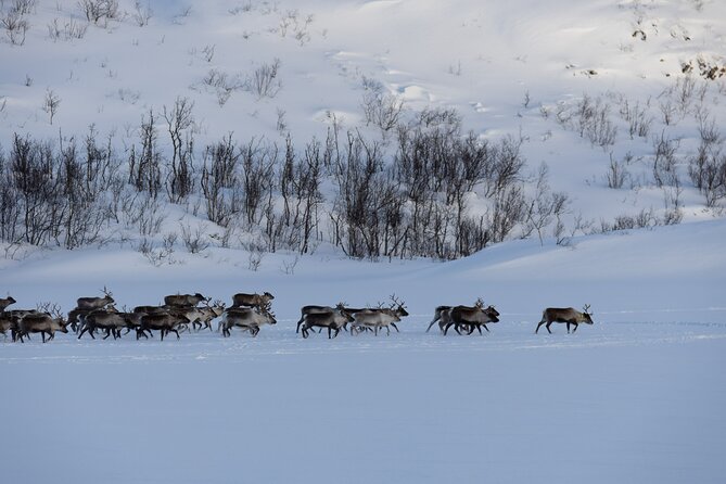 All-Inclusive Arctic Fjords and Sommarøy Scenic Tour - Pickup In Tromsø: Easy Start, Clear Ending