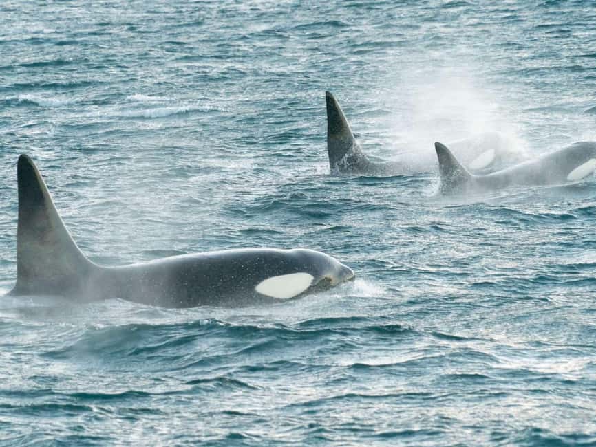 Alta: 3.5 Hour Fjord & Whale Watching Cruise - The whale behavior lesson: what your guide helps you notice