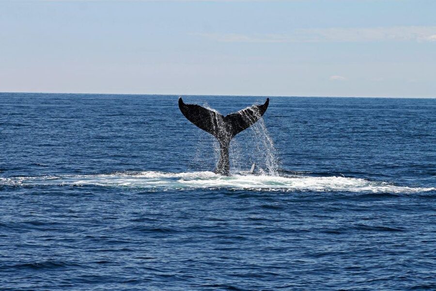Alta: Alta Fjord Whale Watching Tour - Key takeaways before you go