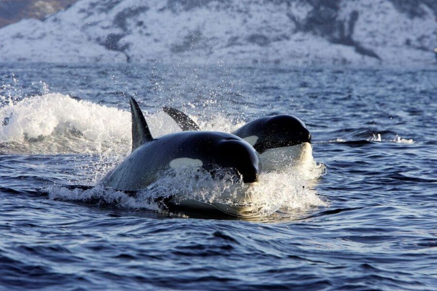 Alta: Alta Fjord Whale Watching Tour - Alta Fjord in winter: why a whale hunt feels special