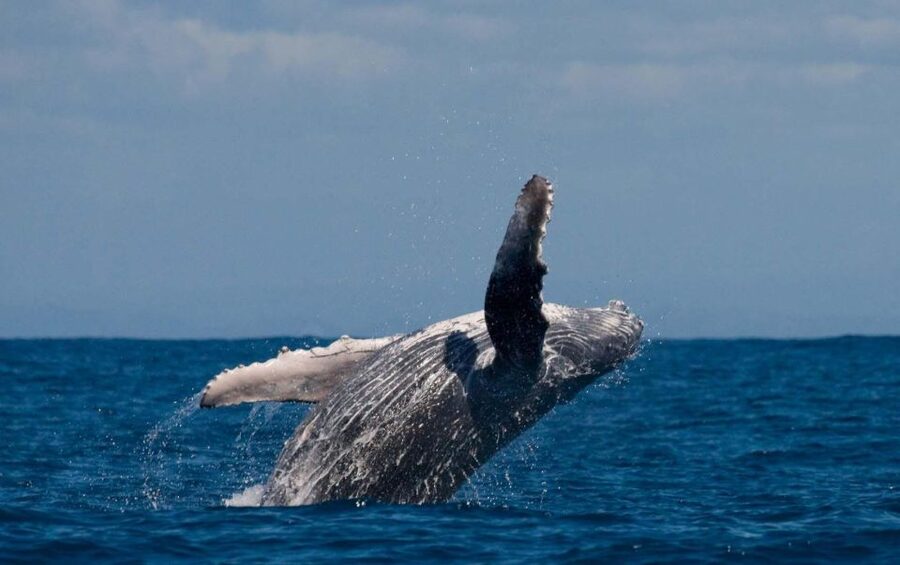 Alta: Alta Fjord Whale Watching Tour - Warm coveralls, borrowed boots, and snacks that actually help