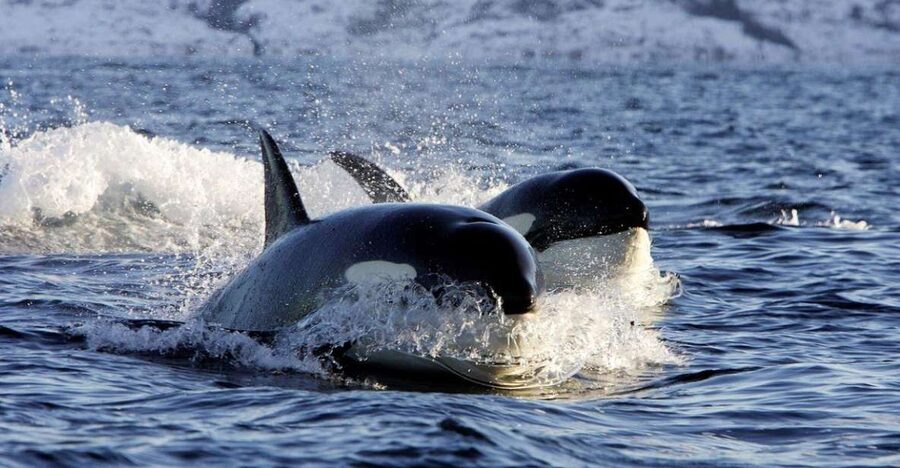 Alta: Alta Fjord Whale Watching Tour - If whales are gone: why the captain’s honesty is part of the value