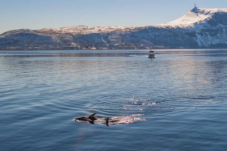 Alta: Altafjord 2-Hour Fjord Safari with Guide - Where You Meet and How You Get Sorted Fast