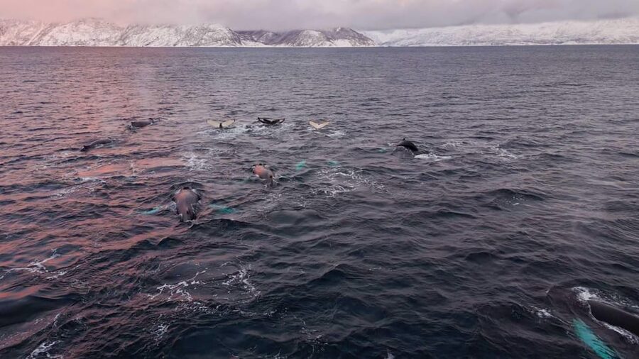 Alta: Altafjord Whale Watching in a Heated Boat - Key points that matter before you book