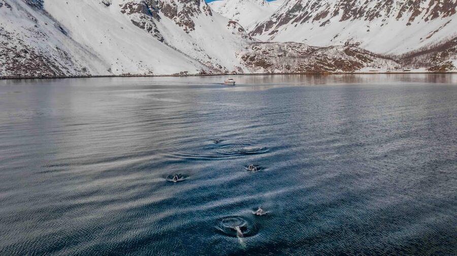 Alta: Altafjord Whale Watching in a Heated Boat - Altafjord whale watching, the winter way
