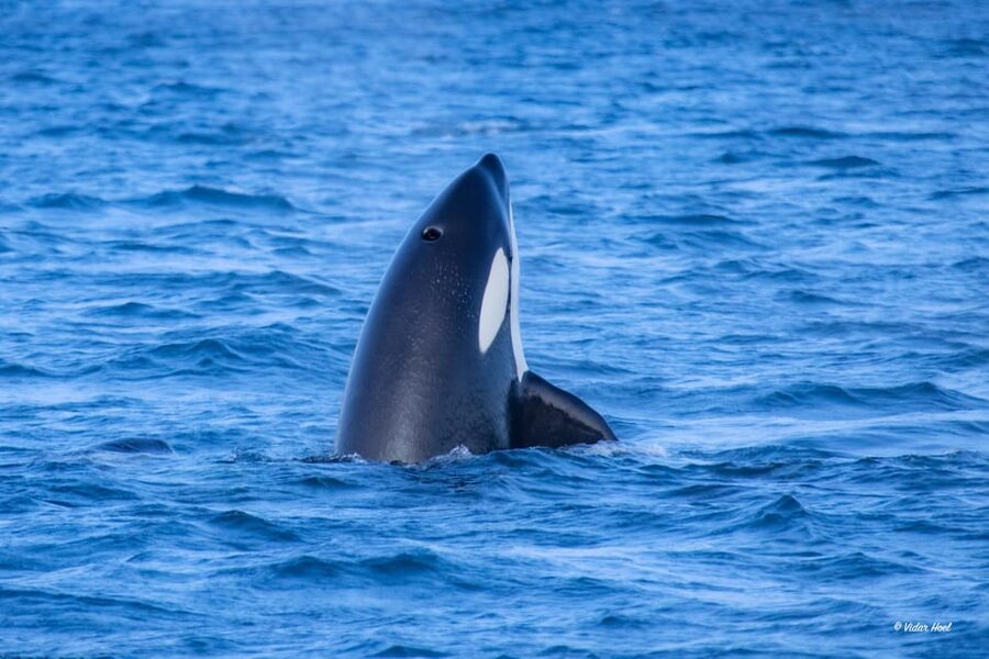 Alta: Altafjord Whale Watching in a Heated Boat - Comfort rules: how to dress so you actually enjoy deck time