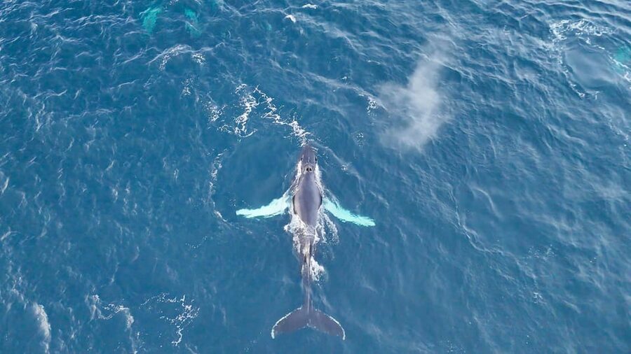 Alta: Altafjord Whale Watching in a Heated Boat - Onboard extras that make the trip feel thoughtful