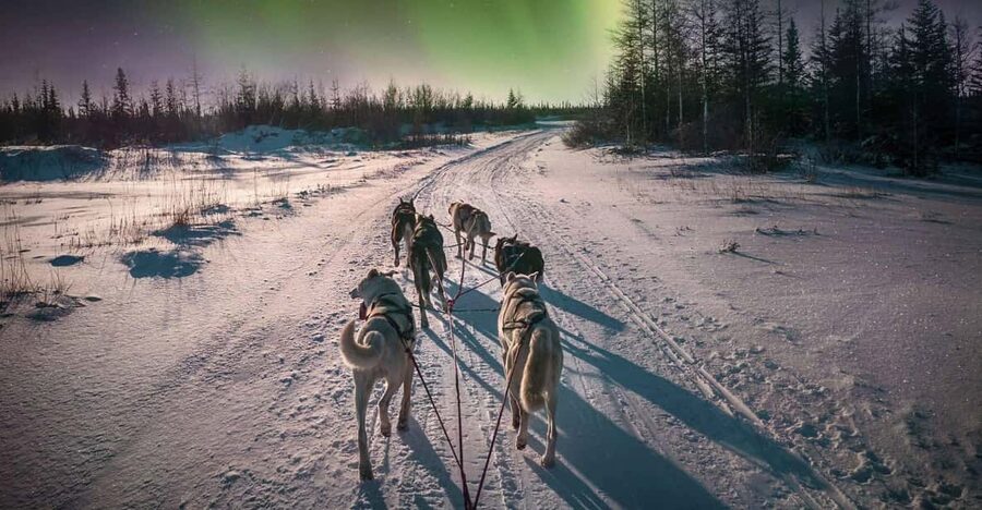 Alta: Dog Sledding Trip under the Northern Lights - Alta Dog Sledding Under the Northern Lights: What the 4 Hours Really Feel Like