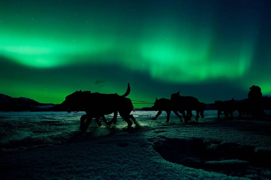 Alta: Dog Sledding Trip under the Northern Lights - The Training Moment: Learning to Mushing Before You Leave the Line