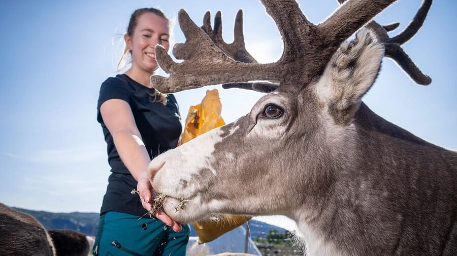 Alta: Reindeer - A carrier of Sámi Culture - Alta Reindeer and Sámi Culture Tour, the Sami Siida Way