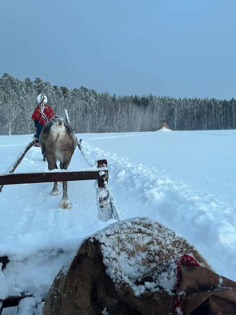 Alta: Reindeer Ride - How to Dress for Reindeer Hooves Crackling Close to You