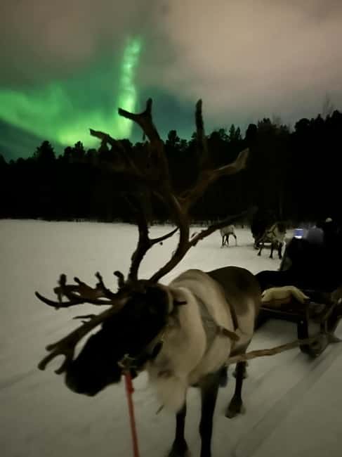 Alta: Reindeer Ride - Should You Book Alta: Reindeer Ride With SAMI SIIDA?