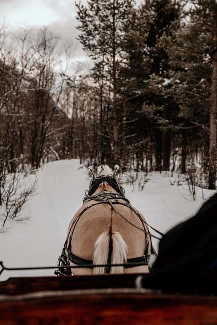 Alta: Sleigh Ride in the Arctic Countryside - Quick hits before you go
