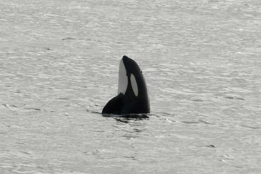 Andenes: Responsible Whale Watching with Classic Catamaran - Key Takeaways Before You Go