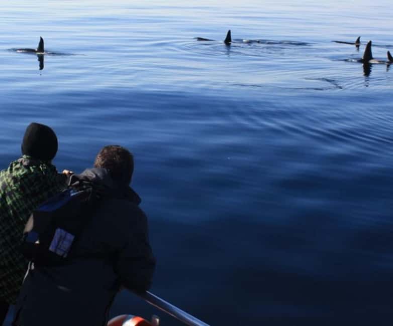 Andenes: Responsible Whale Watching with Classic Catamaran - Where the Adventure Starts in Andenes Harbor