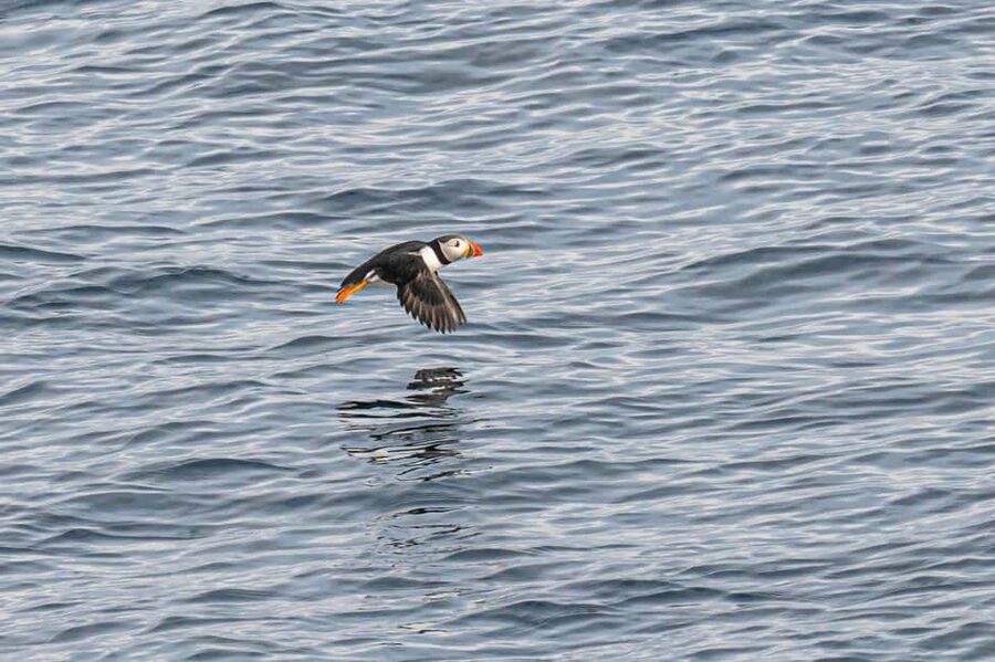 Andenes: Responsible Whale Watching with Classic Catamaran - How the Search Works: Chasing Whales, Orcas, Dolphins, and Seabirds