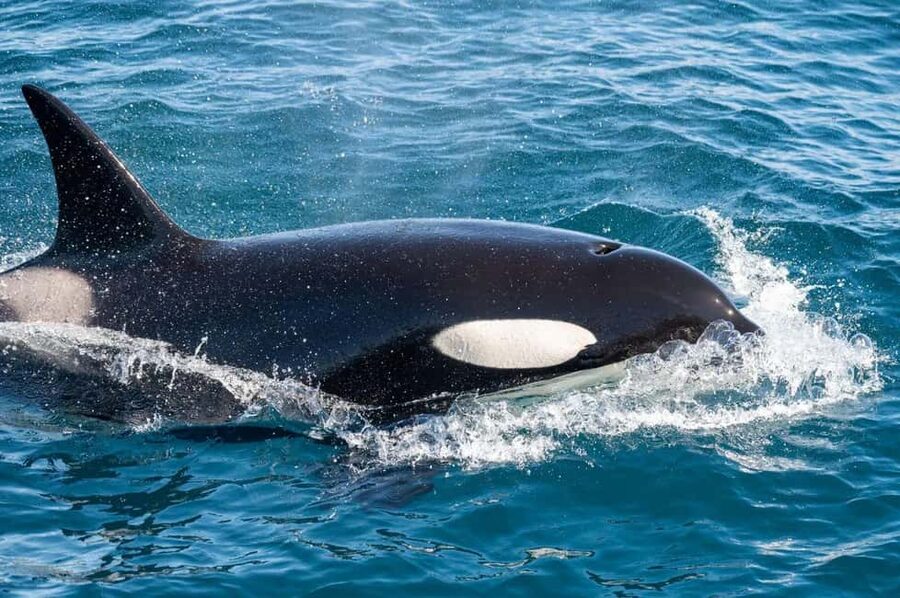 Andenes: Responsible Whale Watching with Classic Catamaran - Whale Pass: Your Back-Up Plan for a Quiet Day