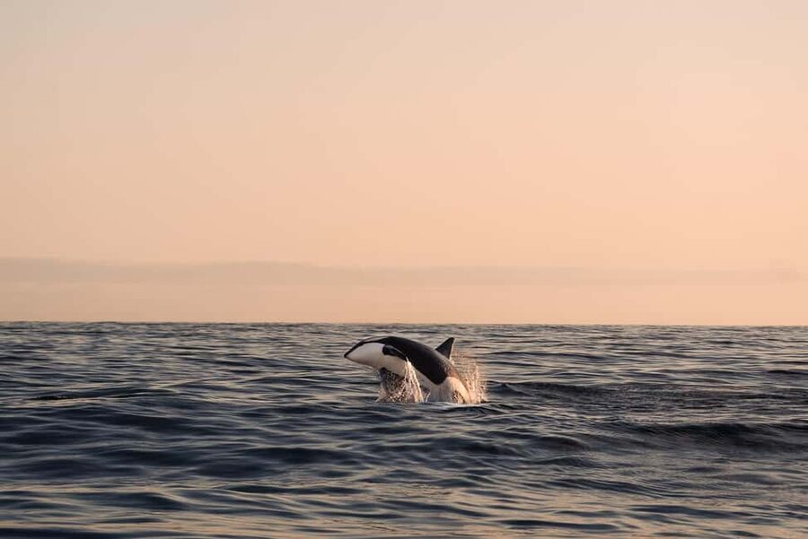 Andenes: Responsible Whale Watching with Classic Catamaran - Boarding the Classic Catamaran and Finding Your Sea View