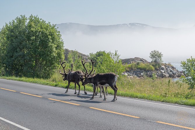 Arctic Fjord Roadtrip with Scenic Picnic from Tromso - Guides and drivers: the difference between seeing views and understanding them