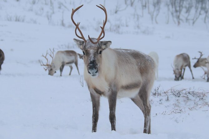 Arctic Fjords and Reindeer Experience – Small group tour - Your day starts at Fredrik Langes gate, then Kvaløya takes over