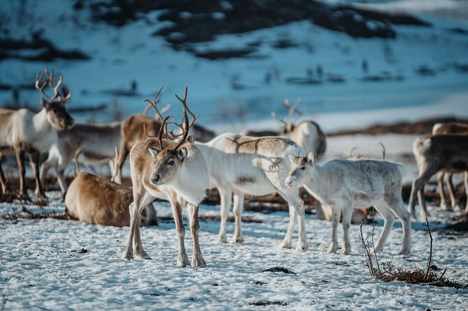 Arctic Fjords and Reindeer Experience – Small group tour - Group size, comfort, and why the day feels controlled