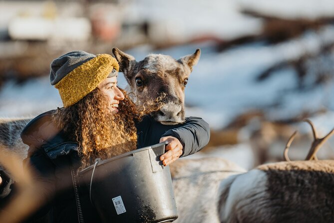 Arctic Fjords and Reindeer Experience – Small group tour - Kattfjord skole: reindeer, a herder’s call, and the Sami lavvo