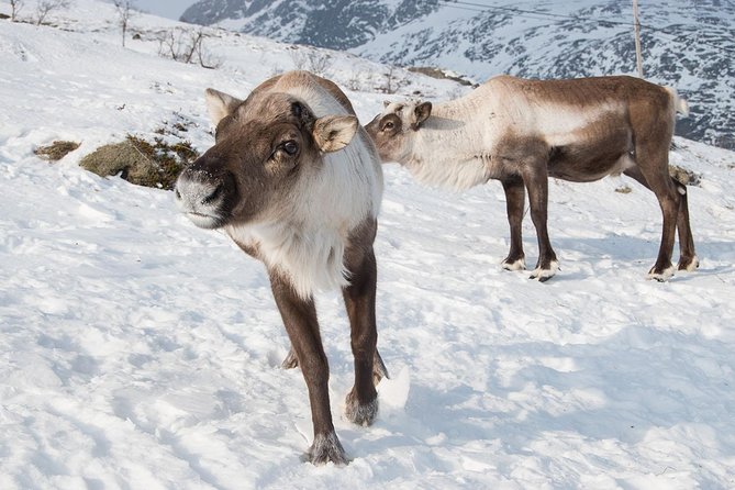 Arctic Fjords Road Trip - How the half-day Arctic fjord loop works from Tromsø