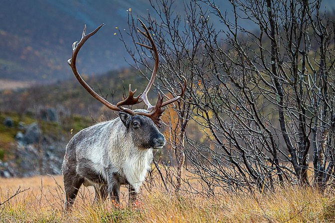 Arctic Nature Tour from Tromsø by minibus - Kvaløya fjords, frozen water, and beach stops you can actually enjoy