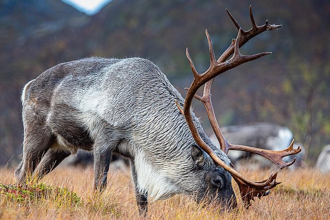 Arctic Nature Tour from Tromsø by minibus - Wildlife spotting on this tour: what to expect and how to help your odds