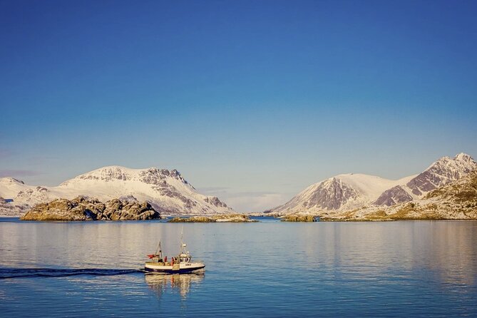 Arctic Wildlife and Fjord Sightseeing - Kvaløya and Sommarøy: the perfect half-day Arctic combo