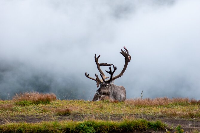Arctic Wildlife and Fjord Sightseeing - Wildlife expectations: what’s realistic in the Arctic